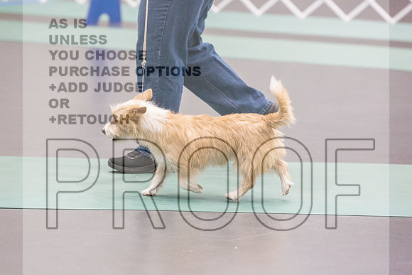 Portuguese Podengo Fri Ring 1_JJL_5162_UKCLNGVIEWOCT2024_2024_HR3