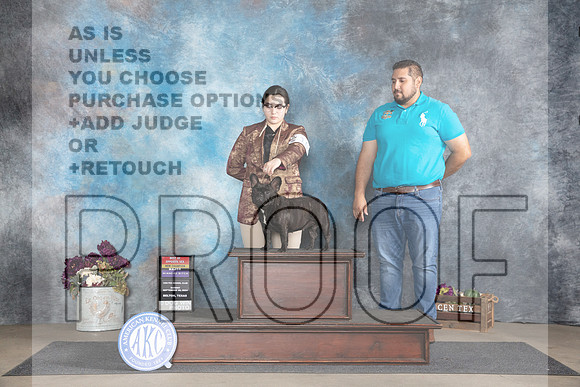 French Bulldog #10 Sun WBBOSMNCh Judge Donelle Richards__JP_7642_Belton_2024_HR3