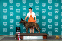 Dutch Shepherd #800 Sat TD