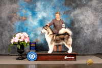 Alaskan Malamute #16 Sun BOB Judge Ken Murray