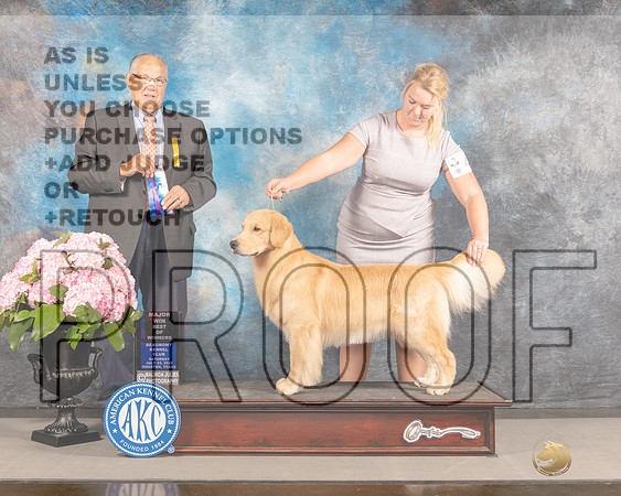 Golden Retriever #43 Sat BOW Judge John Wade-_MJ_7003e_Hstn2022-HR3