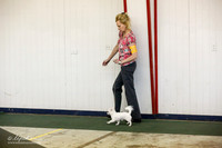 Chihuahua Long Coat Sun S2