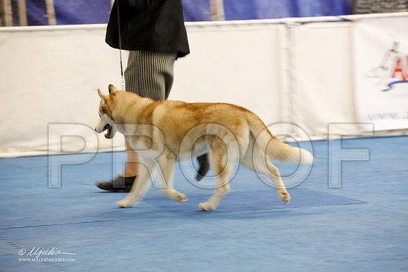 _M3_1252-AddisonHuskyMar2015-HR3