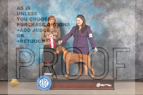 Vizsla #38 WED BOS Judge Linda Hurlebaus_MJ_2581_Houston_2022_HR3
