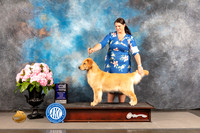 Golden Retriever #108 FRI WB Major Judge Timothy Catterson