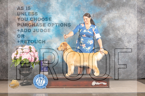 Golden Retriever #108 FRI WB Major Judge Timothy Catterson_MJ_5576_Houston_2022_HR3