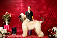 Afghan Hound Sun S1 New Ch Karen Haisler