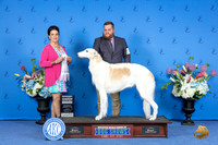 Borzoi #24 SUN G4 Judge Debbie Freeman