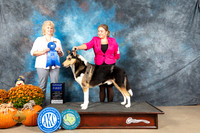 Smooth Collie @7 Sat G1 Judge Lisa Graser