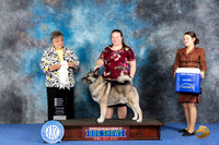 Norwegian Elkhound #5 WED OHG4 Judge Marilyn Pipes