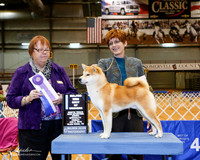Shiba Inu #17 Fri BOW Maj +A2