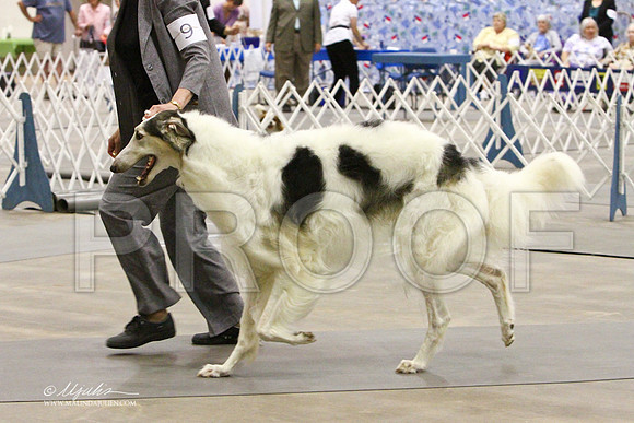 Borzoi-2376LR