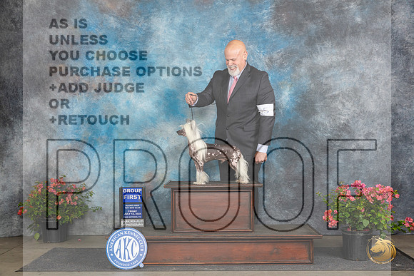 Chinese Cresteds #5 Fri OHG1 Judge Claire Wisch Abraham__JP_4224_San Antonio_2024_HR3