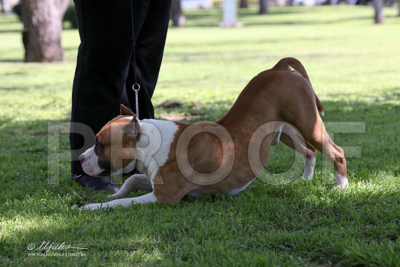 AmStaff-9649LR