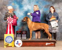 Rhodesian Ridgeback #9 Fri BOS Judge Pluis Davern