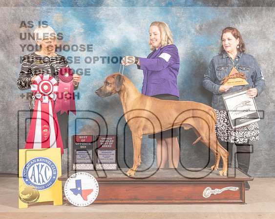 Rhodesian Ridgeback #9 Fri BOS Judge Pluis Davern-MMJ_7180-FW2022-HR3
