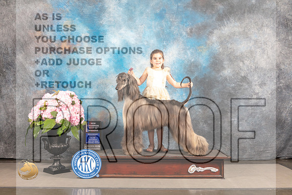 Afghan Hound #10 SAT WB BOW NCH Judge Polly Smith_MJ_6811_Houston_2022_HR3