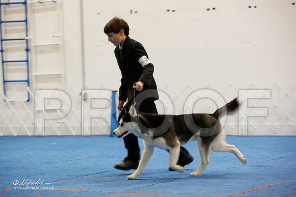 _M3_9666-AddisonHuskyMar2015-HR3