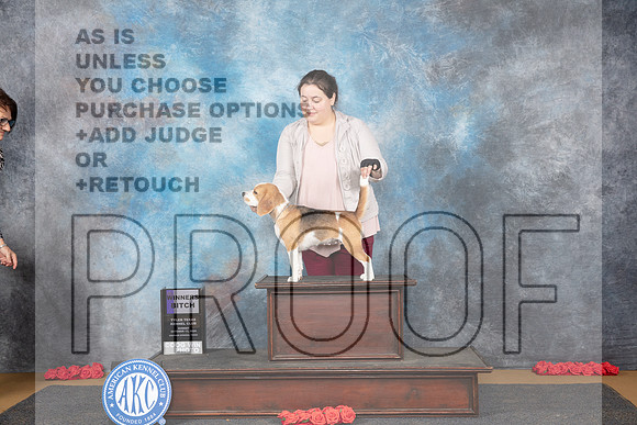 Beagle #10 Sun WB JUdge Beth Downey__JP_0713_Sulphur Springs_2024_HR3