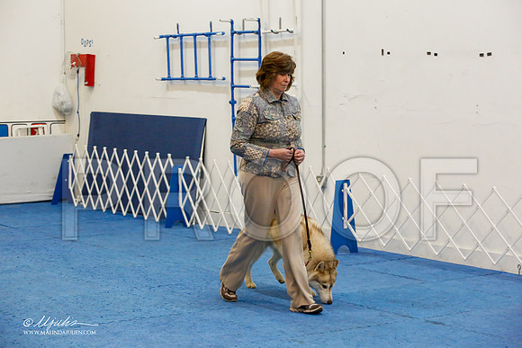 _M3_7553-AddisonHuskyMar2015-HR3