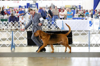 Bloodhound Fri Ring