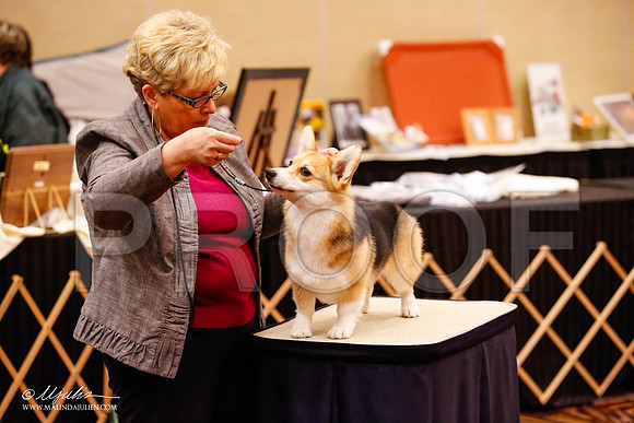 _JJ_8778-HstnCorgiFeb2015-HR3