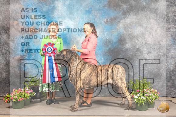 Mastiff #9 Sat BIS Judge Anne Bolus rMastiff #9 Sat BIS Judge Anne Bolus r_MJ_1169_SA_2022_HR3_SA_2022_HR3