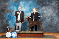 Doberman Pinscher #10 Sun OHG4 Judge Tim Robbins
