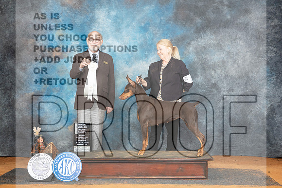 Doberman Pinscher #10 Sun OHG4 Judge Tim Robbins__JP_8792_MARSHALL_2024_HR3