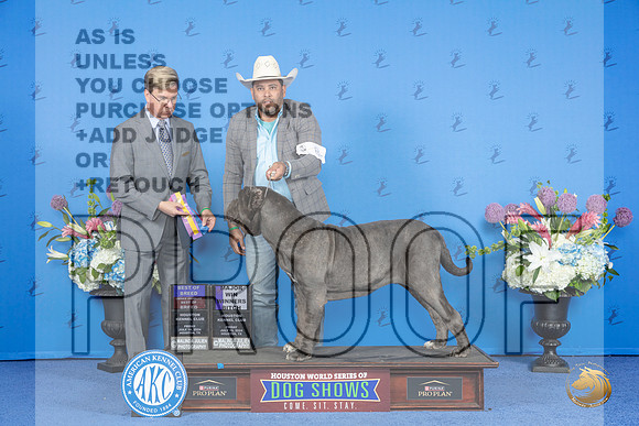 Neopolitan Mastiff #8 FRI WB BOB M Judge Douglas Johnson__JP_9049_Houston_2024_HR3