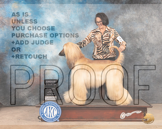 Afghan Hound #6 Sun G4 Judge Lori Nelson-MMJ_4938-Abilene2022-HR3