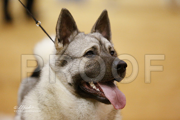 HoundGrp-1541-GRJan14-HR