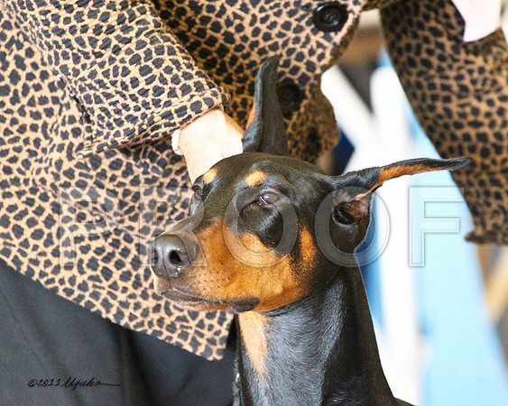Dobe-7965