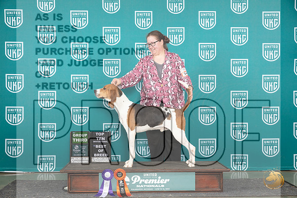 Treeing Walker #546 Sun BOBG3 Judge Lori Sargent__JP_3246_Premier_2024_HR3