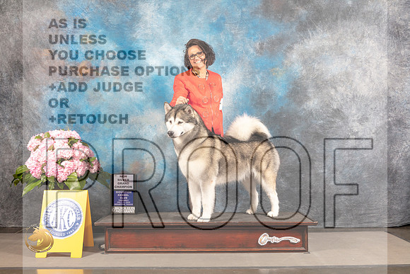 Alaskan Malamute #18 THUR SB NGCH Judge Karen McFarlane_MJ_4252_Houston_2022_HR3