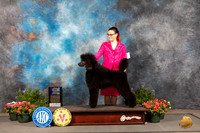 Poodle Std #5 Thur WD Judge Jan Paulk