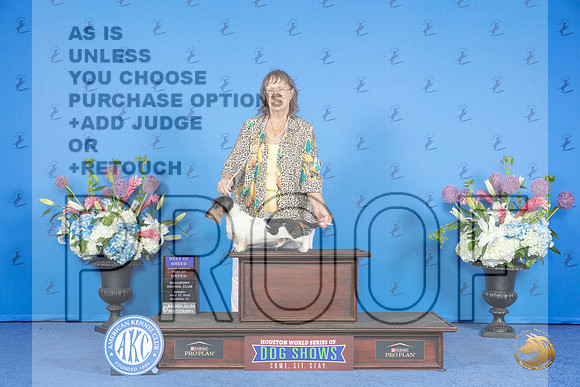 Dachshund Wire #11 SUN BOB OHBOB Judge Jon Cole__JP_0130_Houston_2024_HR3