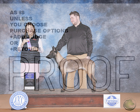 Belgian Malinois #5 Fri WD Judge Joan Liebes rBelgian Malinois #5 Fri WD Judge Joan Liebes r_WP_9905e-NRKC2025-HR3
