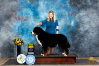 Bernese Mountain Dog #5 Sat G3 Judge Edy Dykstra-Blum
