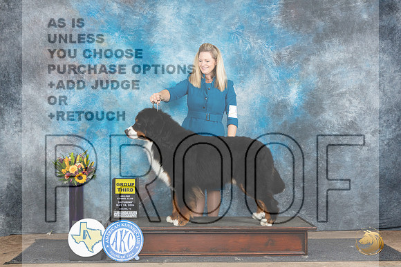 Bernese Mountain Dog #5 Sat G3 Judge Edy Dykstra-Blum__JP_0073_Abilene_2024_HR3