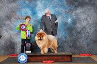 Chow #5 Sun BIS Judge Pat Trotter
