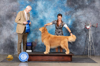 Golden Retriever #11 Thurs G1 Judge Jon Cole