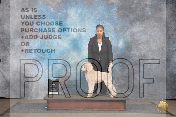 Poodle Standard #417 Sun Novice Puppy Rsv BIS Judge Matthew Proctor__JP_2973_LongviewTX_2024_HR3