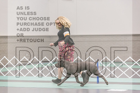 Cane Corso Ring Fri Ring 1_JJL_4952_UKCLNGVIEWOCT2024_2024_HR3