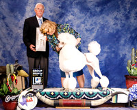 Poodle Standard #28 Fri Group 4 Wilkinson Luann and Betty Brown and Kathleen Adams Judge C Trotter