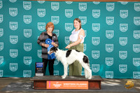 Silken Windhound #256 Sat BOB G1 Judge Sharron Griffon