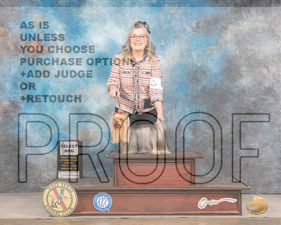 Yorkshire Terrier #9 Fri SD Judge Brad JenkinsMMJ_2952_Mdlnd2022_HR3