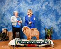 Chow Chow #8 Sat BOS BOW Maj +A1
