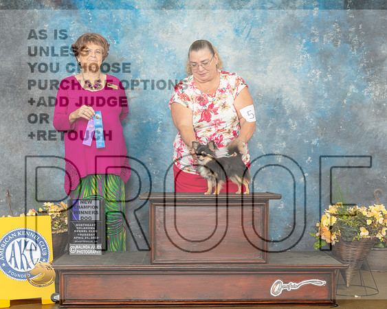 Chihuahua Long Coat #5 Thur WD Judge Carol Jean Nelson-MMJ_8580-NWARK2022-HR3