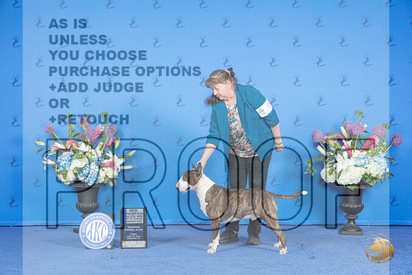 Bull Terrier Colored #9 FRI WD BOW NC M Judge Ann Yuhasz r__JP_9983_Houston_2024_HR3